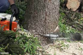 Best Storm Damage Tree Cleanup  in Mitchell, IN